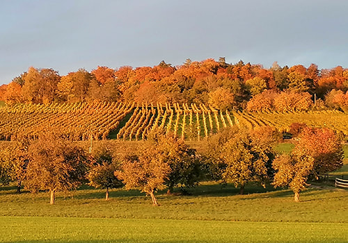 Milchwirtschaft Kalb tränken