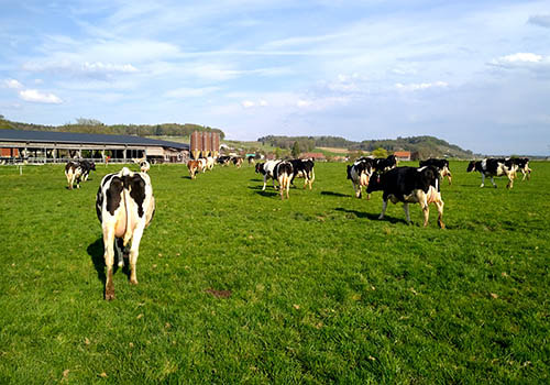 Hof Morgenacker Milchwirtschaft