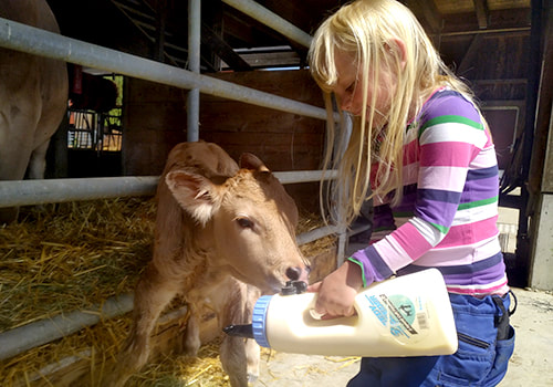 Milchwirtschaft Kalb tränken